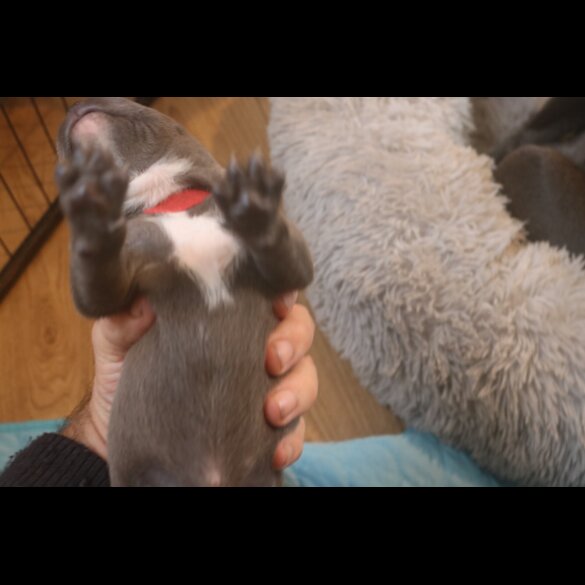 Staffordshire Bull Terrier