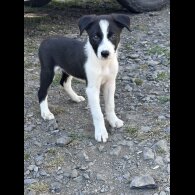 Border Collie - Both