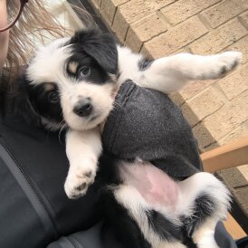 Border Collie - Both
