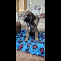 Border Terrier - Dogs