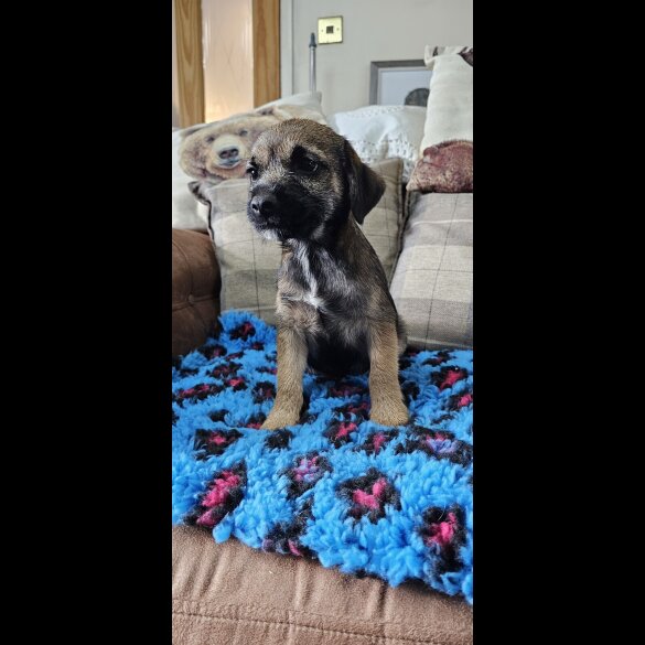 Border Terrier - Dogs