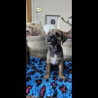 Border Terrier - Dogs