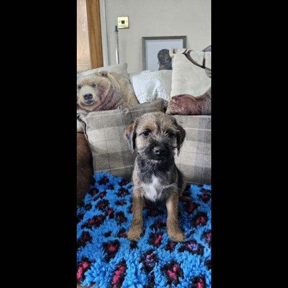 Border Terrier - Dogs