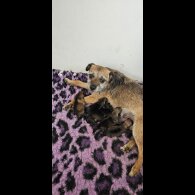 Border Terrier - Dogs