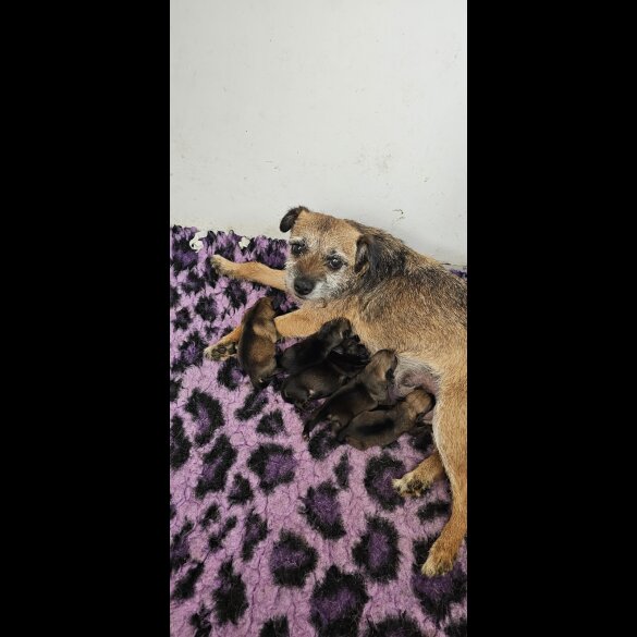 Border Terrier - Dogs