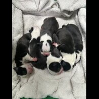 Boston Terrier