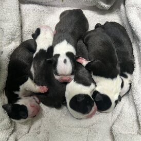 Boston Terrier
