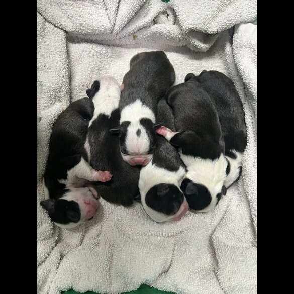 Boston Terrier