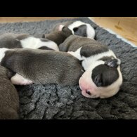 Boston Terrier