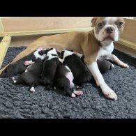 Boston Terrier
