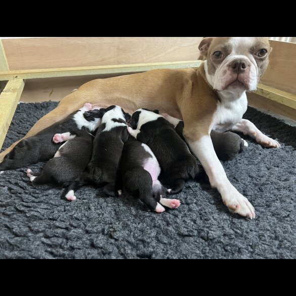 Boston Terrier