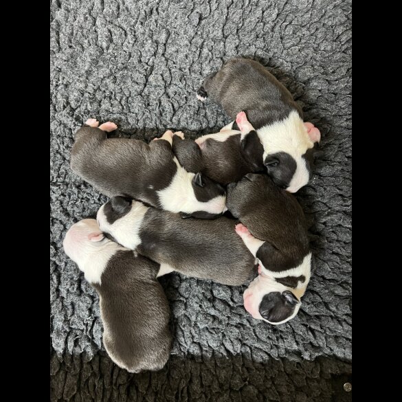 Boston Terrier