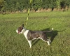 Bull Terrier