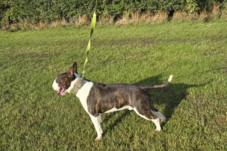 Bull Terrier