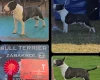 Bull Terrier