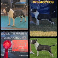 Bull Terrier