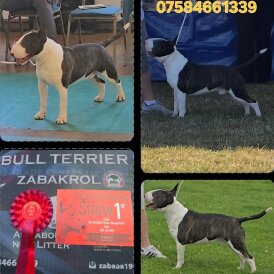 Bull Terrier