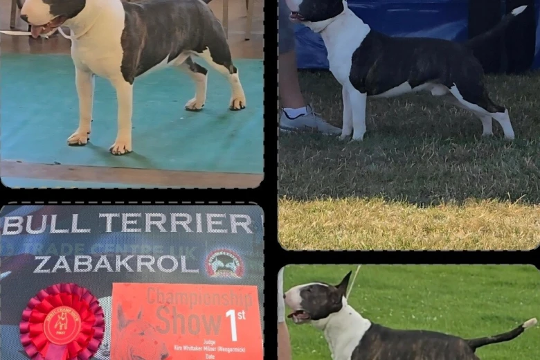 Bull Terrier