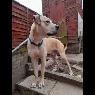 Mixed Breed
