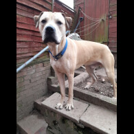 Mixed Breed
