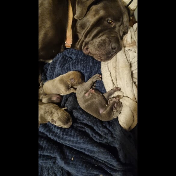 Cane Corso