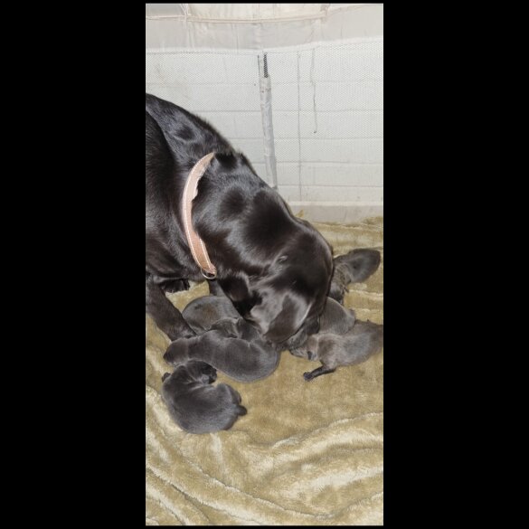 Cane Corso