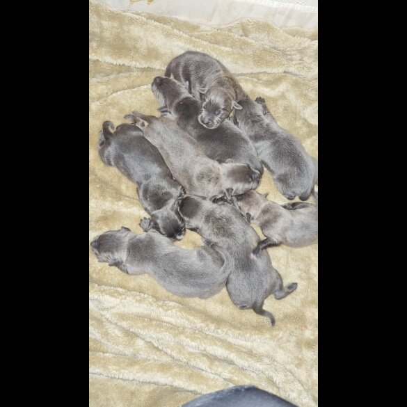 Cane Corso