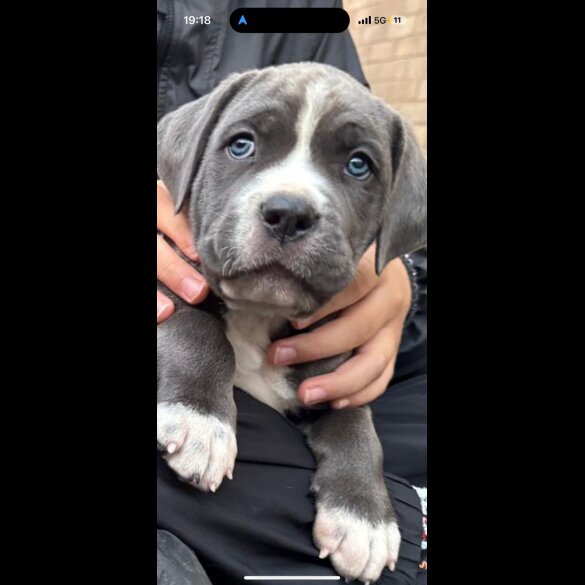 Cane Corso