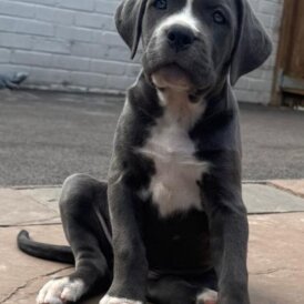 Cane Corso