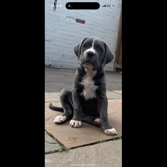 Cane Corso