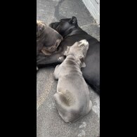 Cane Corso