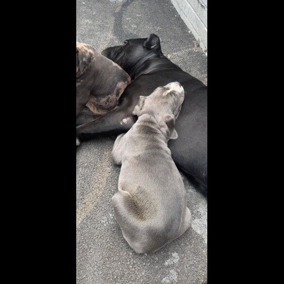 Cane Corso