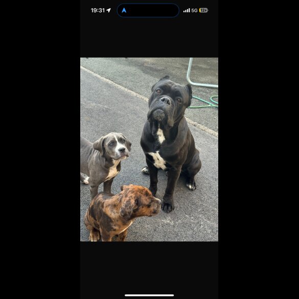 Cane Corso