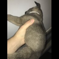 Mixed Breed