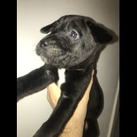 Mixed Breed