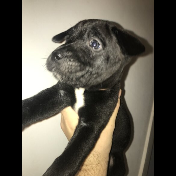 Mixed Breed