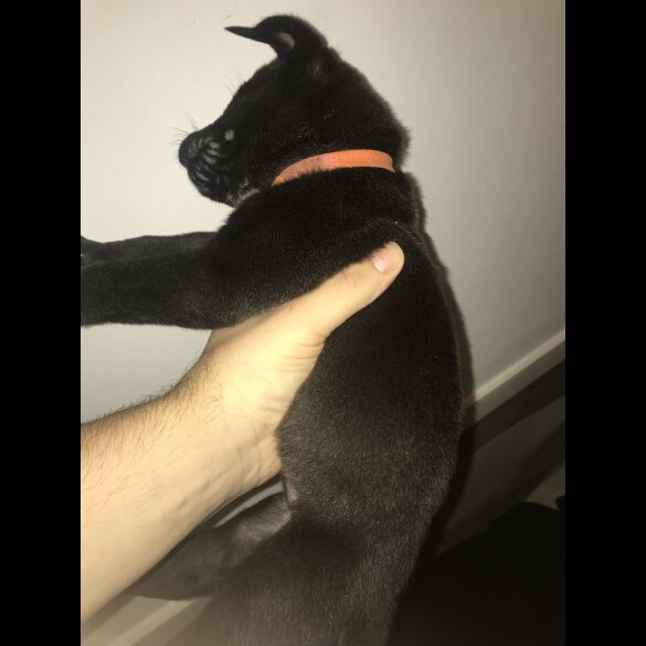 Mixed Breed