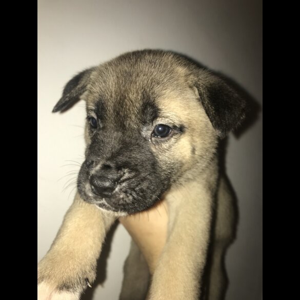 Mixed Breed