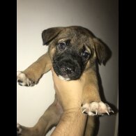 Mixed Breed