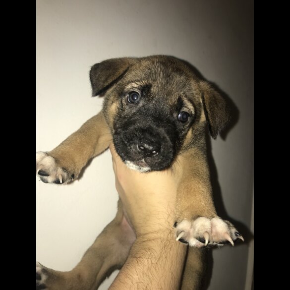 Mixed Breed
