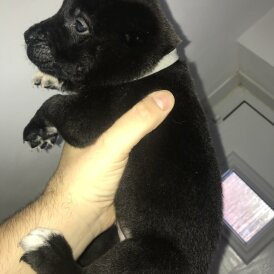 Mixed Breed