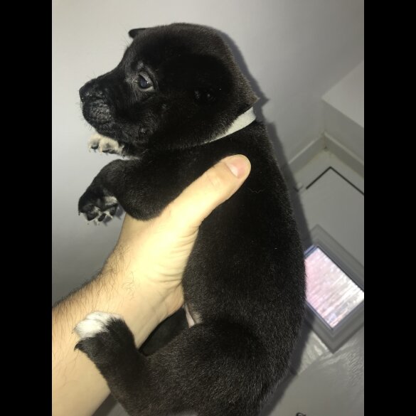 Mixed Breed