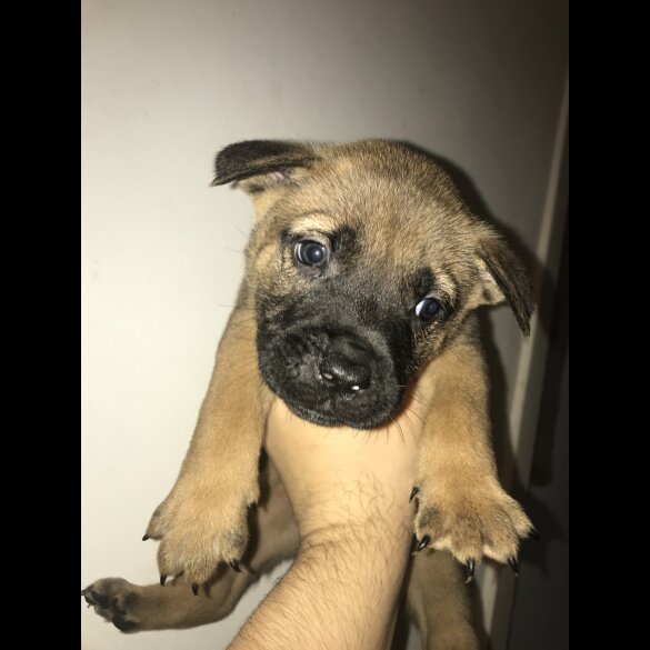 Mixed Breed