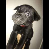 Mixed Breed