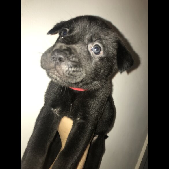 Mixed Breed