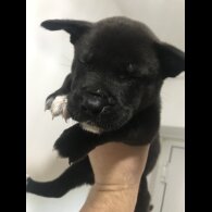 Mixed Breed