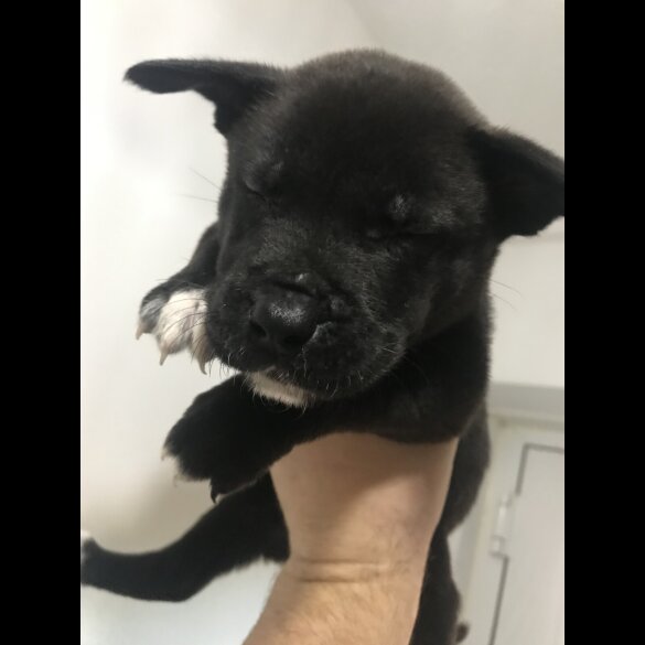 Mixed Breed