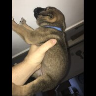 Mixed Breed