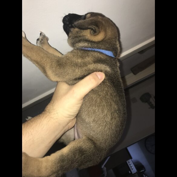 Mixed Breed