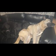 Mixed Breed